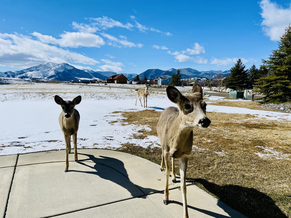 Well Hello Neighbors!