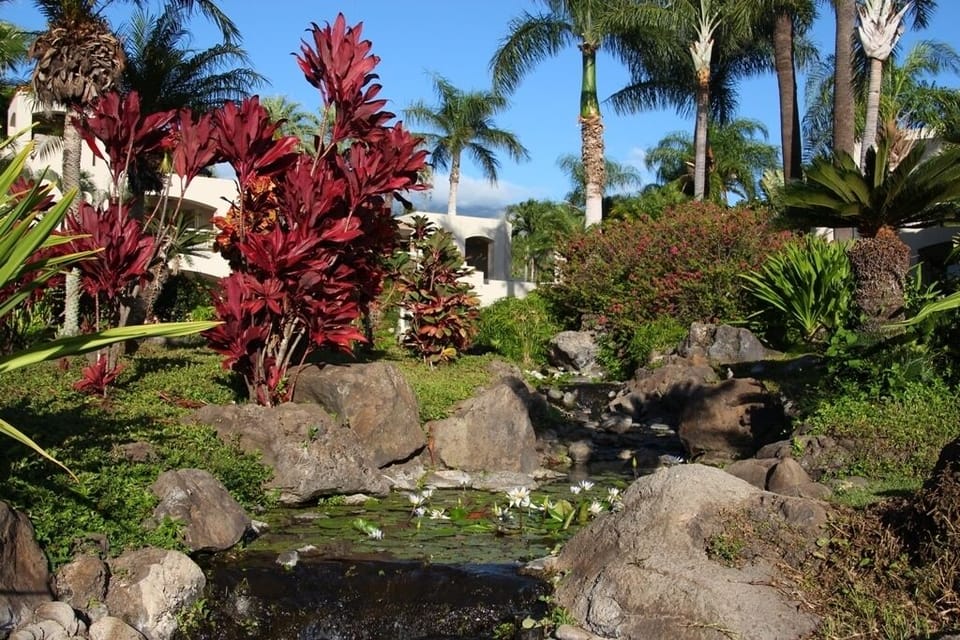 Lily pond on the property with Haleakala just below the clouds