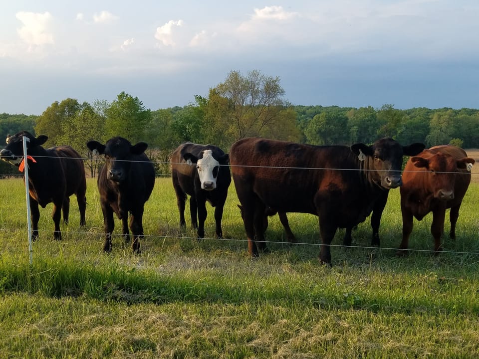 A close up of our cow friends!