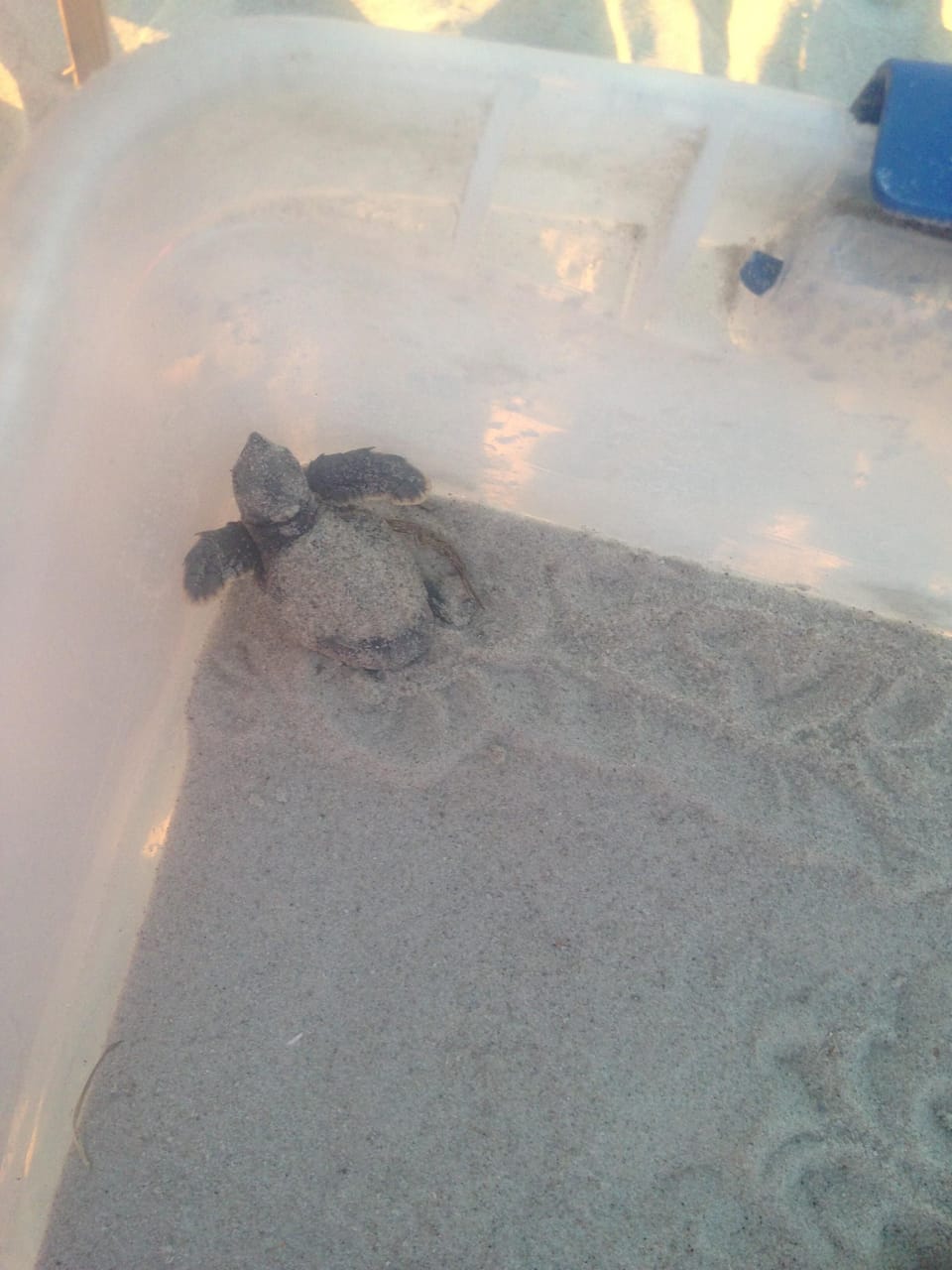 One baby turtle rescued and on his way to the ocean