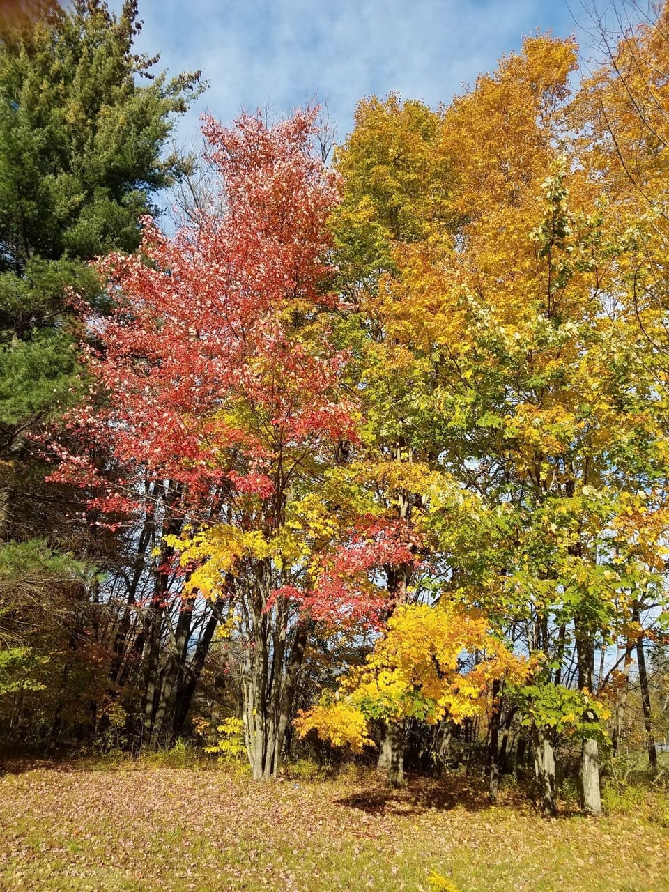 outside yard in Autumn - colorful foliage- private area abuts conservation land