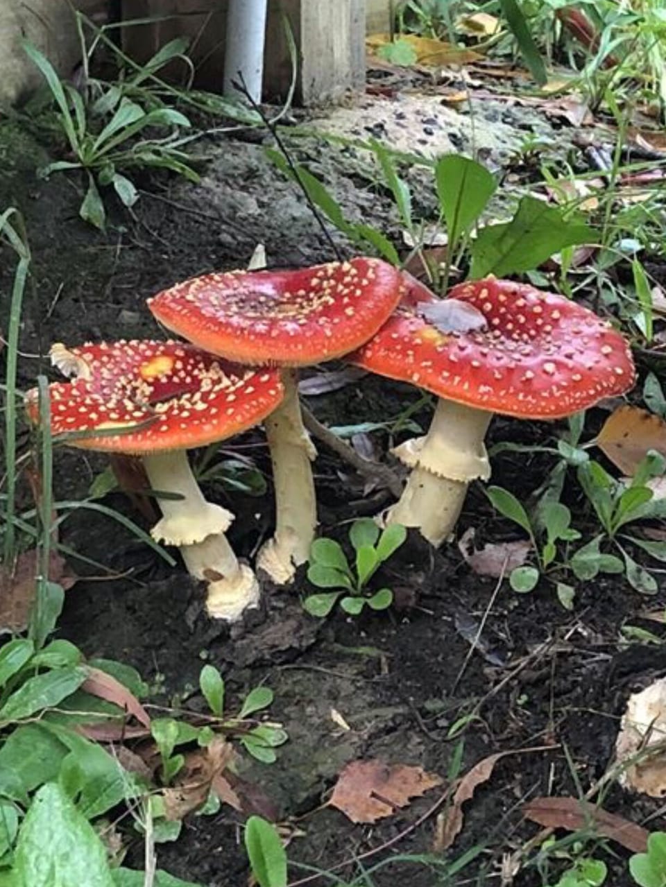 Magic in our garden