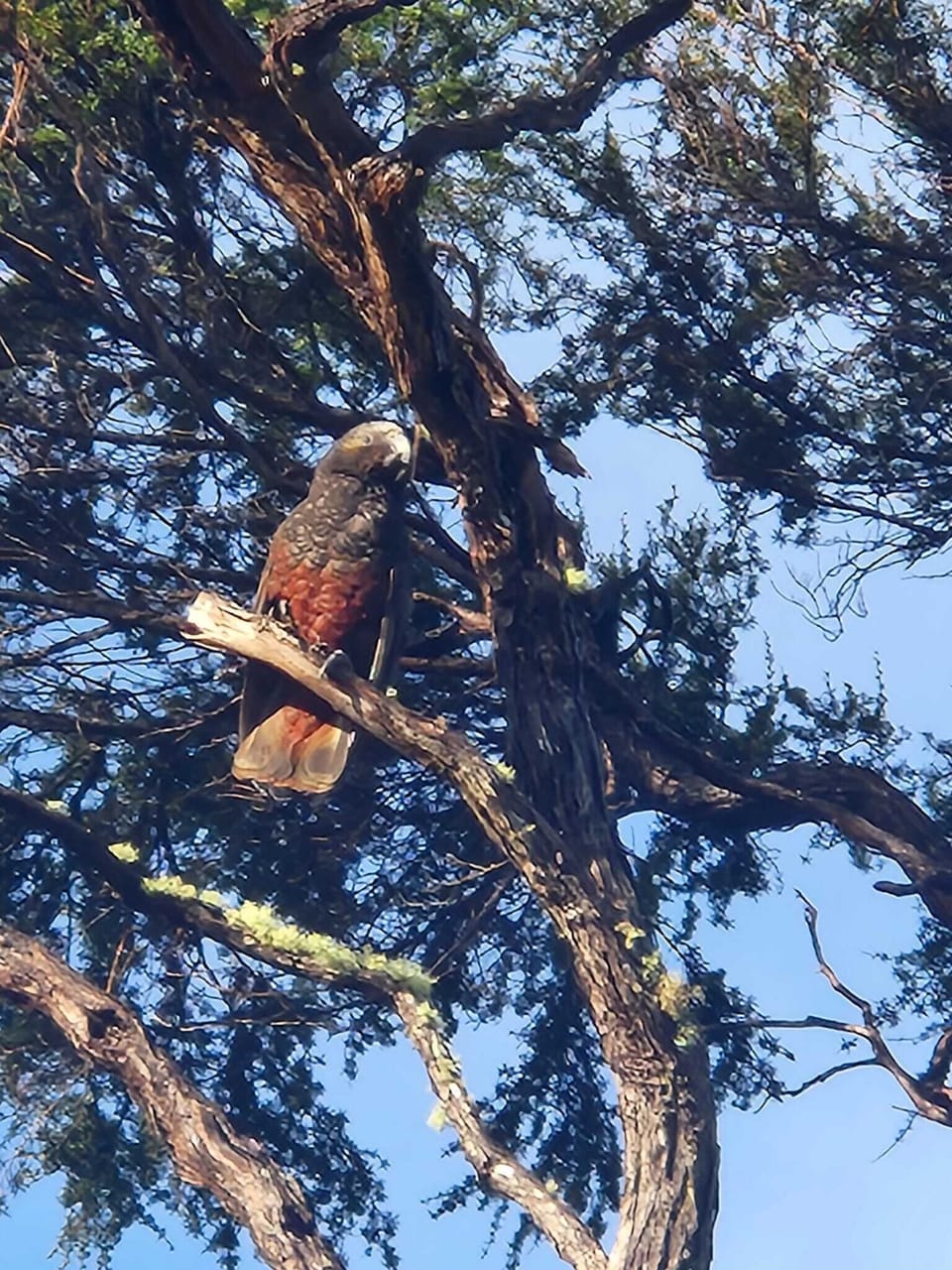 Kaka are often seen and heard!