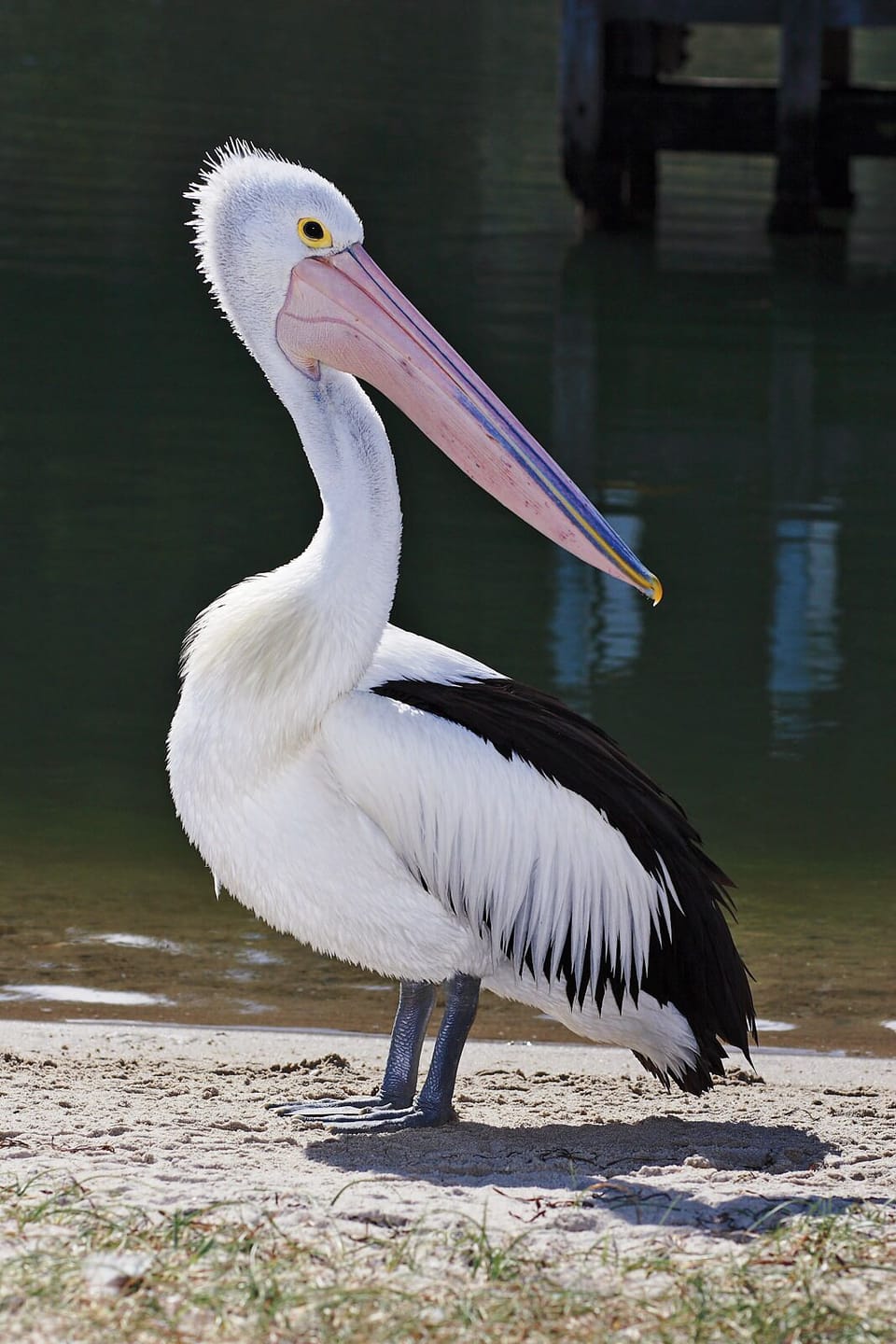 Our fabulous wildlife 
