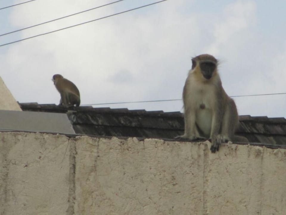 green monkey on the roof