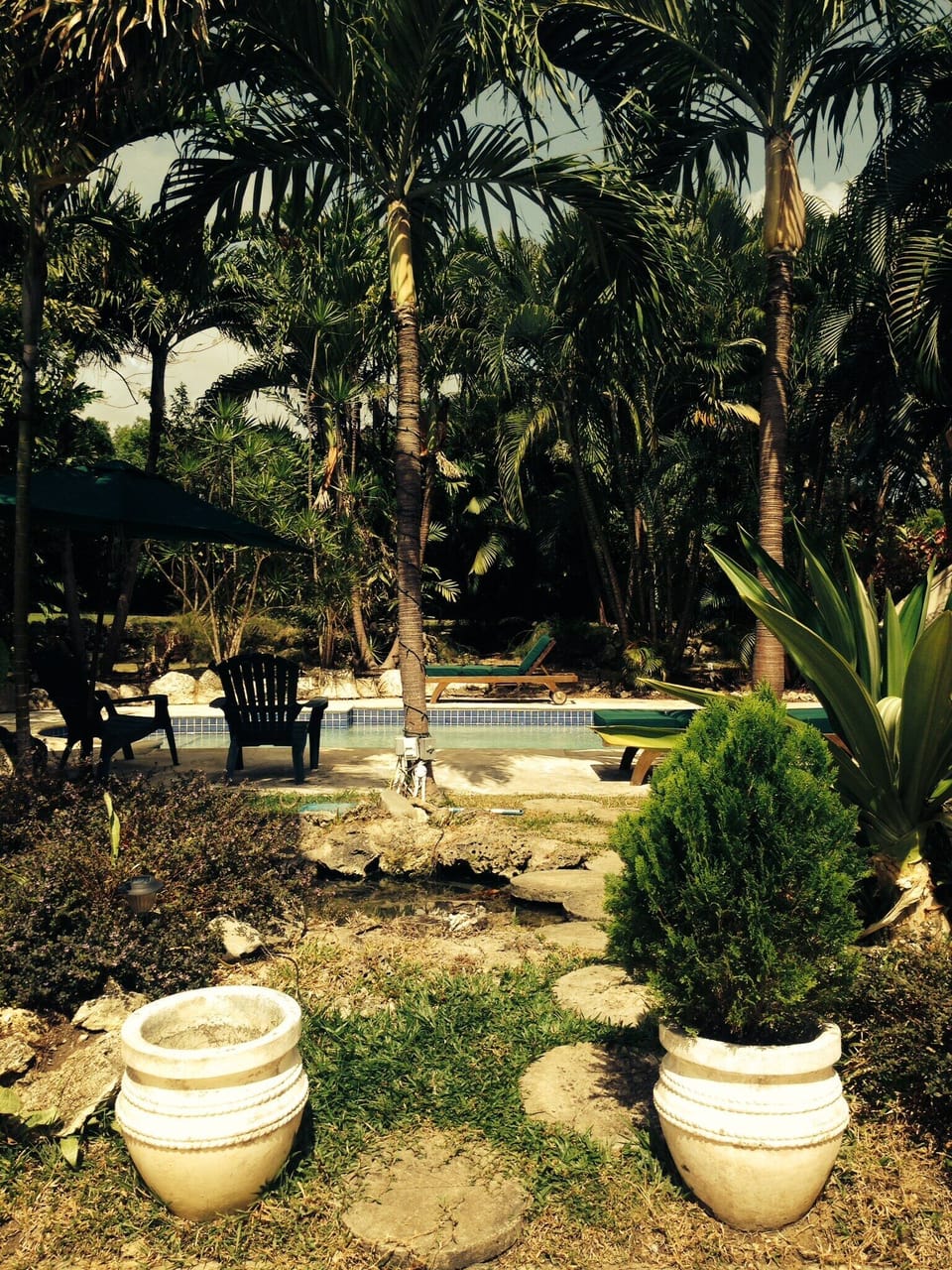 the garden and pool area