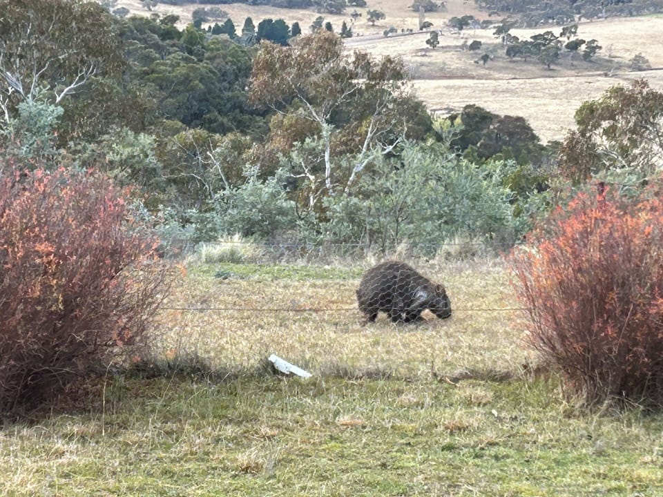 Wombat Grazing