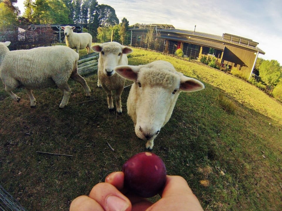 Feed the tame sheep and chickens