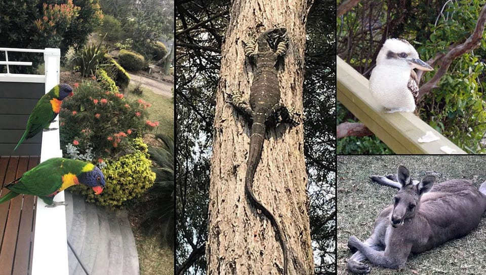 Visiting wildlife