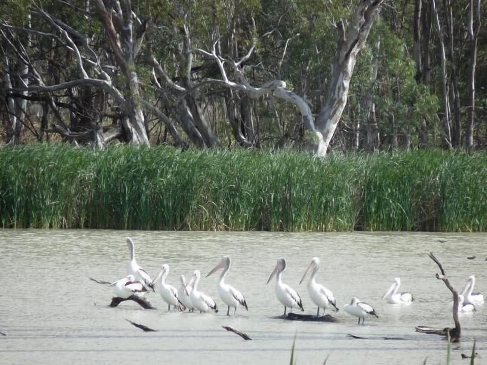 Bird life on the Billabong