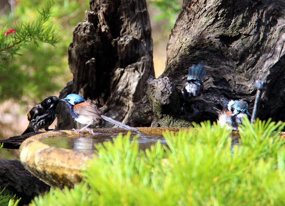 Birdlife Paradise