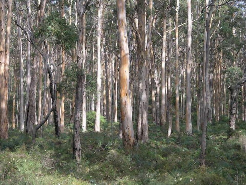 Boranup Forest