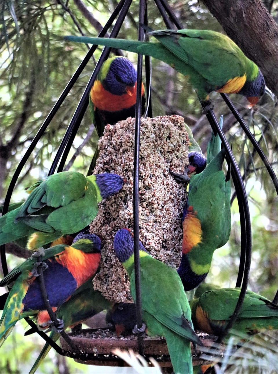 Many guests love watching our regular birdlife coming in for a snack