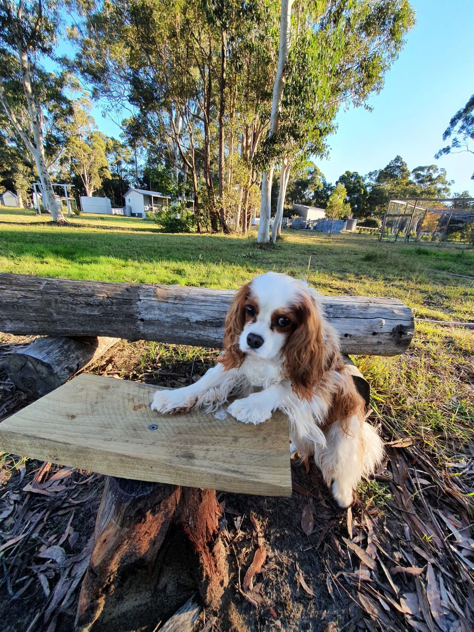 Our Jazzie models our rustic alternative quiet corner down among the gum trees