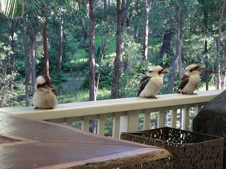 Feed the Kookas