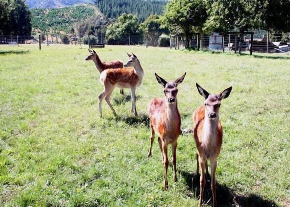 Tame red deer fawns