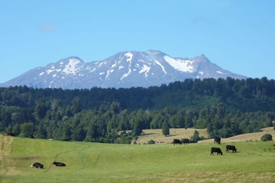 Ruapehu in Summer