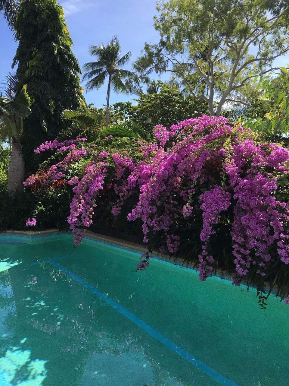 Beautiful Bougainvillea