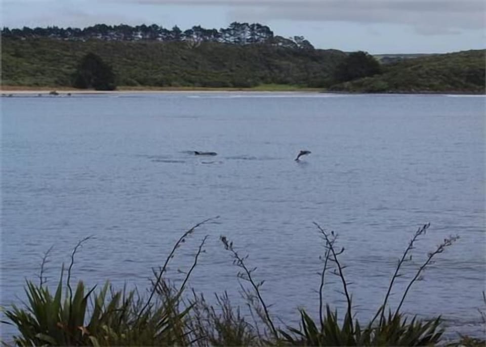 Dolphins off of the lawn