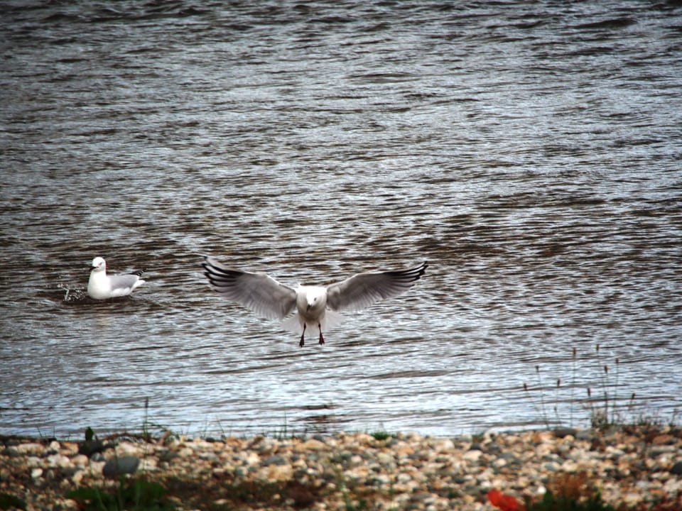 The endangered Black Bill Gull can be often seen on the Mataura and Oreti Rivers