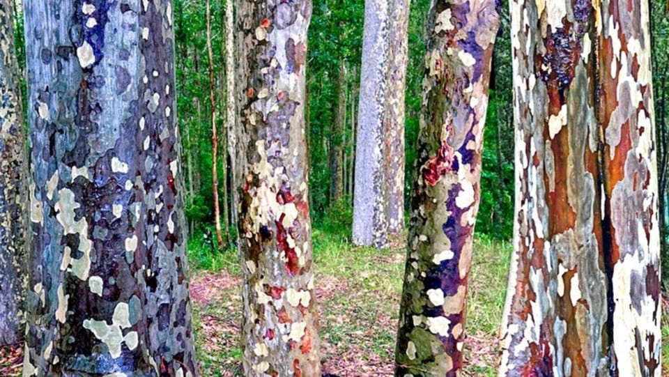 Guest photo of bark of spotted gums following heavy rain