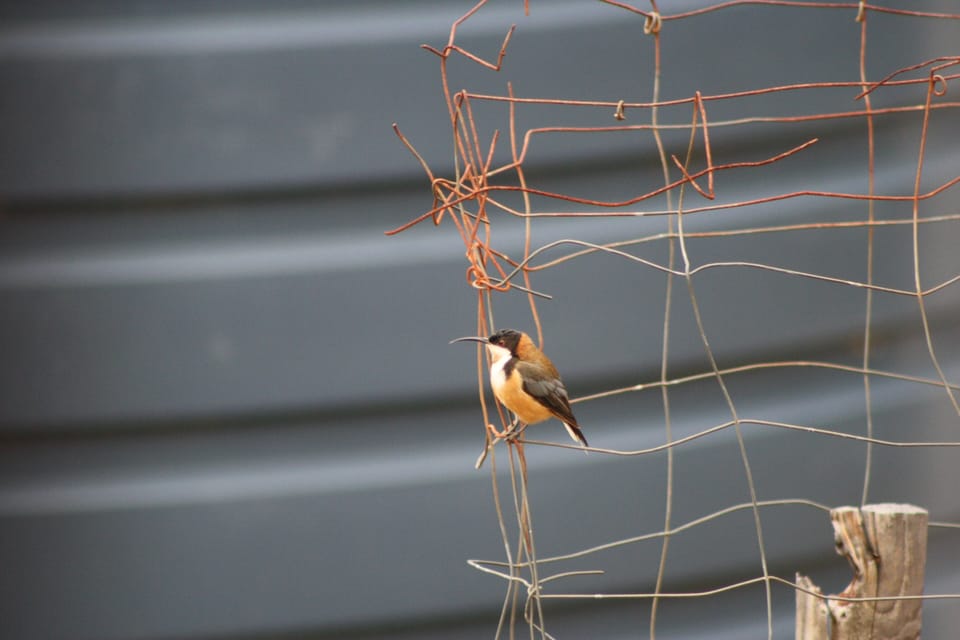 Our spinebills are happy to be watched as they flit around.