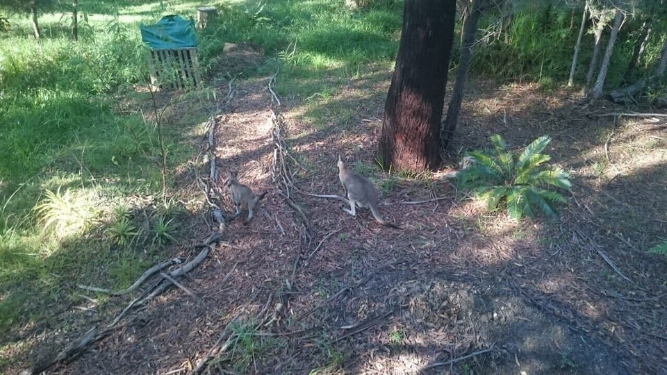 Visiting wildlife
