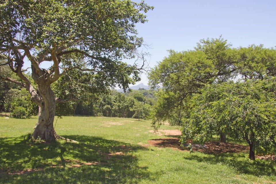 Stunning trees
