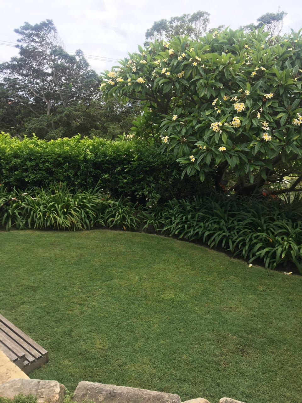 manicured lawn. Lovely soft couch grass to play on.