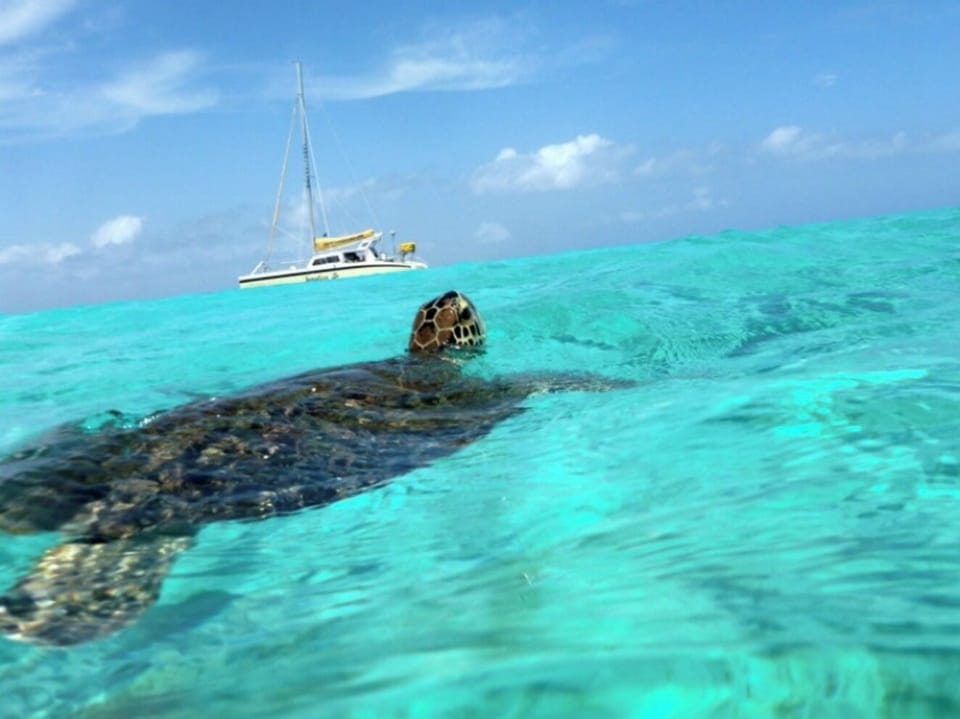 swim with the turtles at playa piskadó walking distance of 5 minutes
