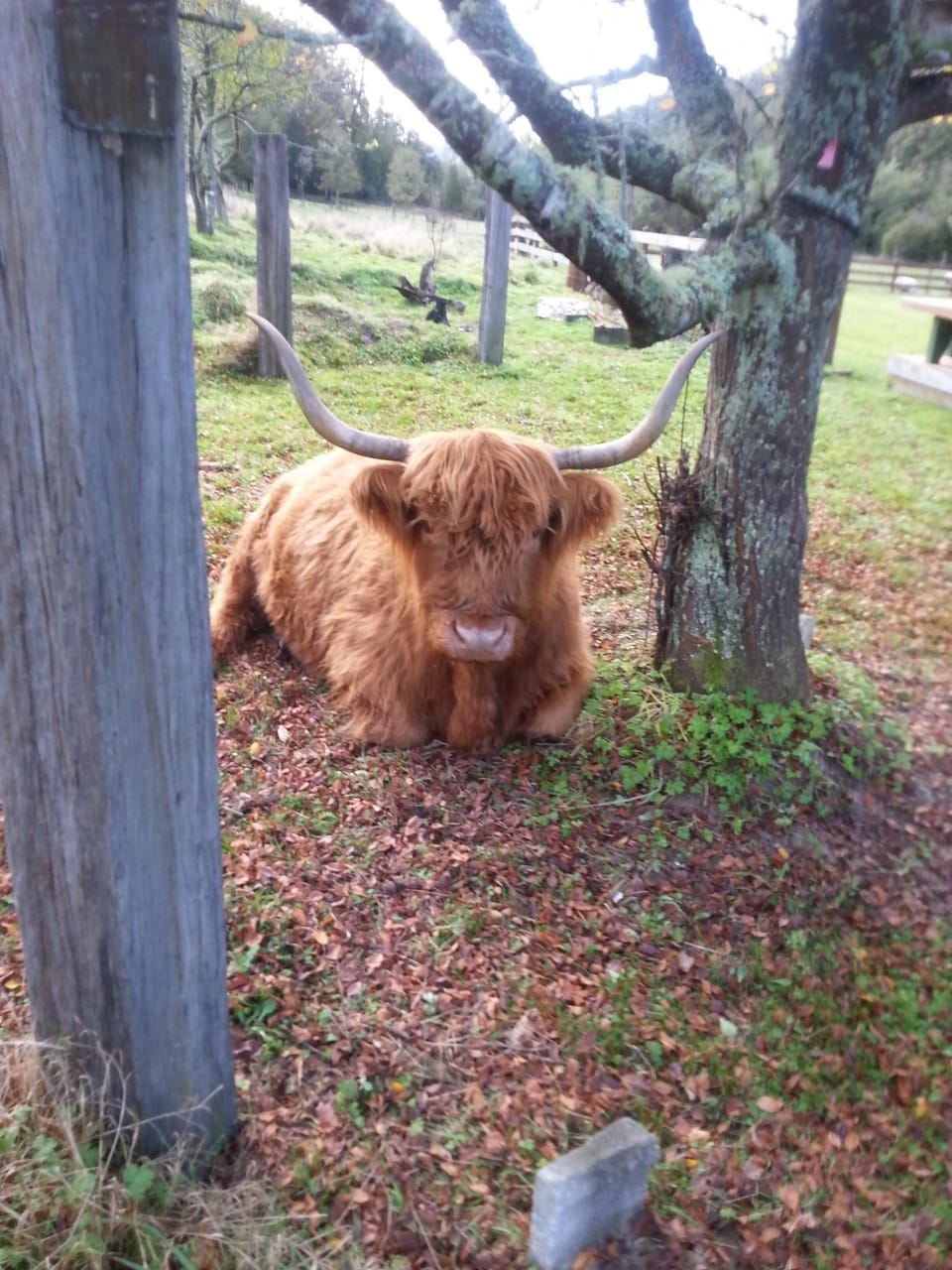Haggis