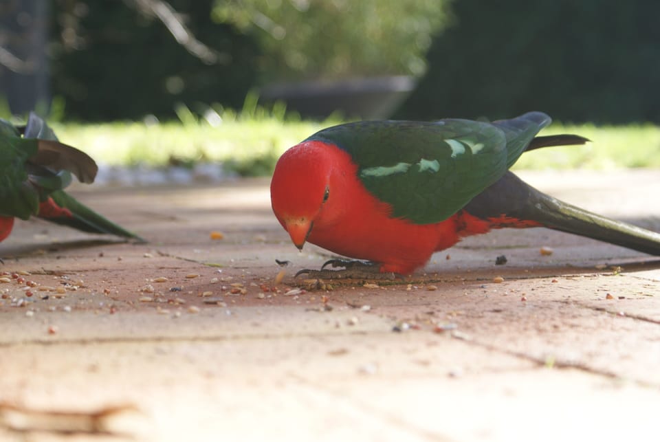 morning visitors