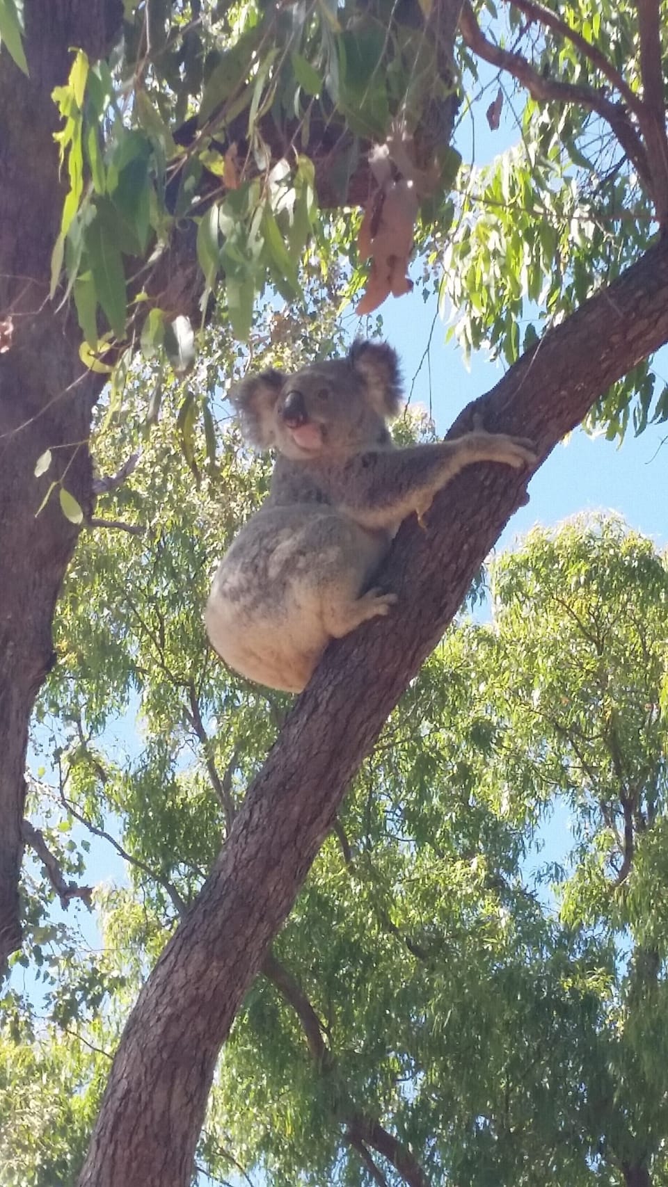 Koala in Sooning Street Nelly bay