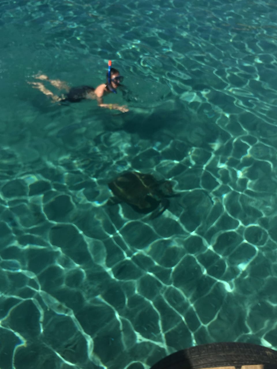 swim with the turtles at walking distance