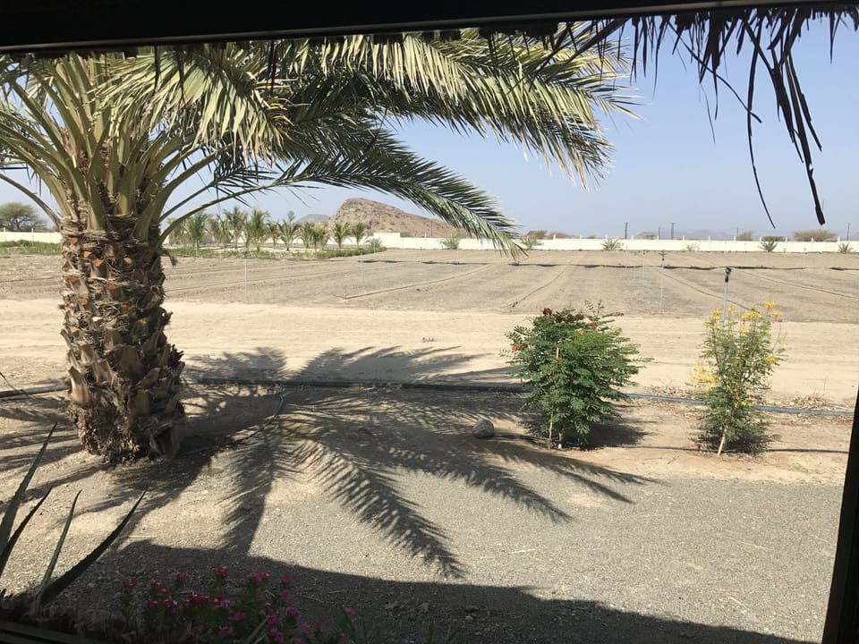 Field view from Sidr Eco-Cabin