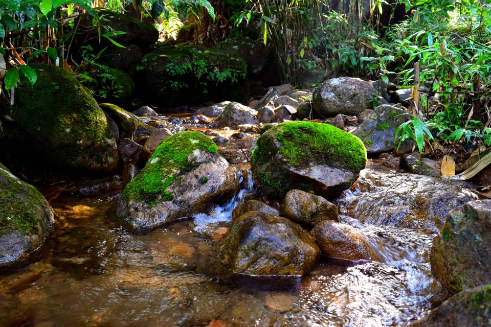 Stream in the plantation