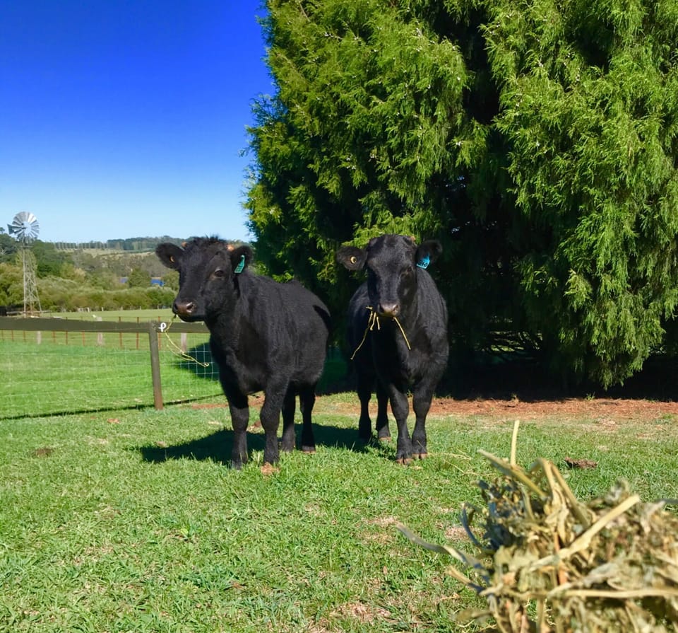Steers