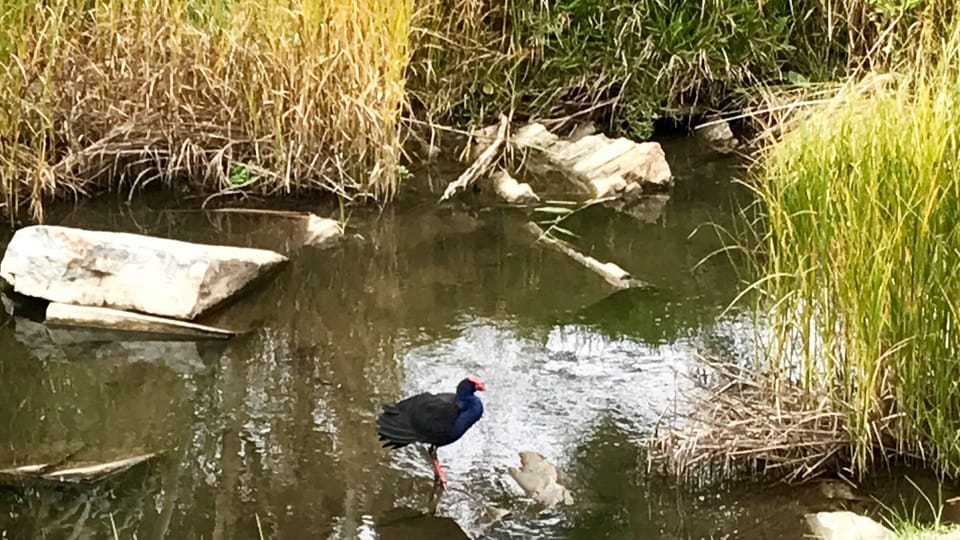 lots of birdlife
