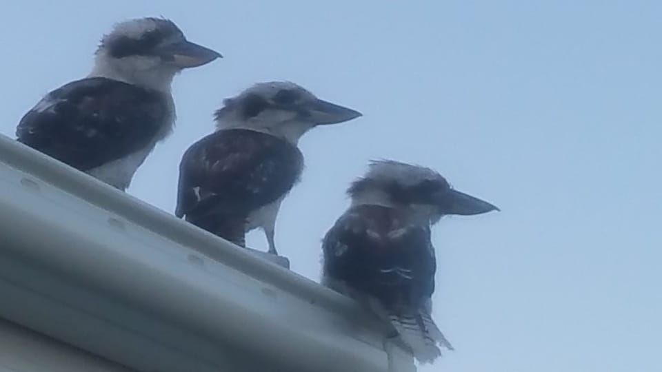 Our feathered friends!