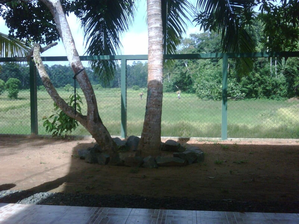 View of Paddy Field