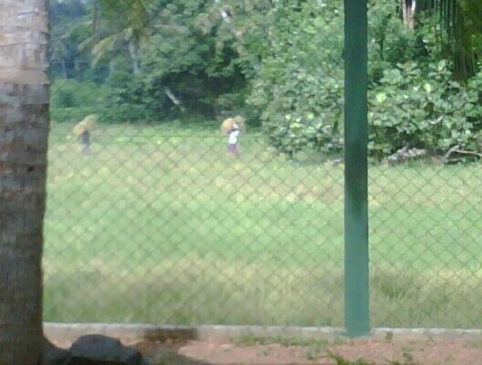 View of paddy field