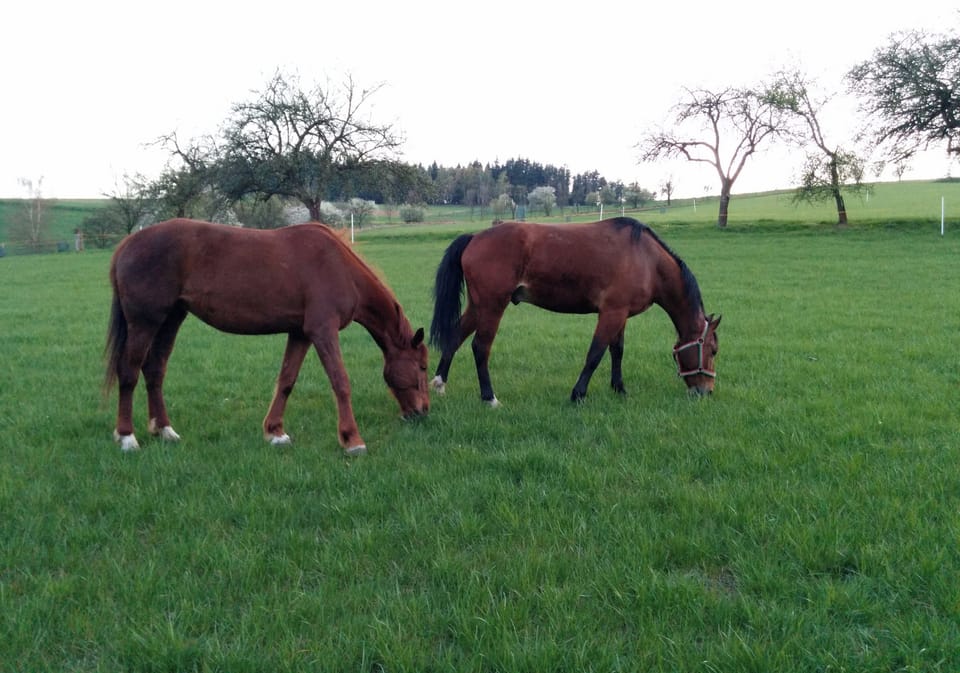 Our horses