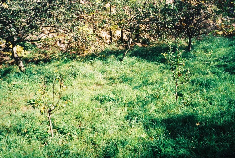 Orchard - but the grass needed cutting when the photo was taken!