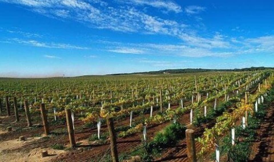 Wine lovers will find the wine cellars in the Penedees area tempting