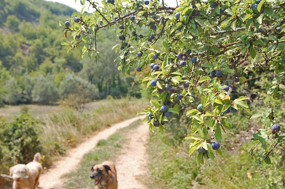 Sloe bushes mean a winter of sloe-gin