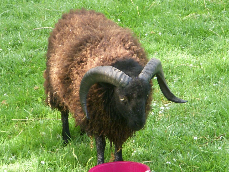 James - the 2014 lamb