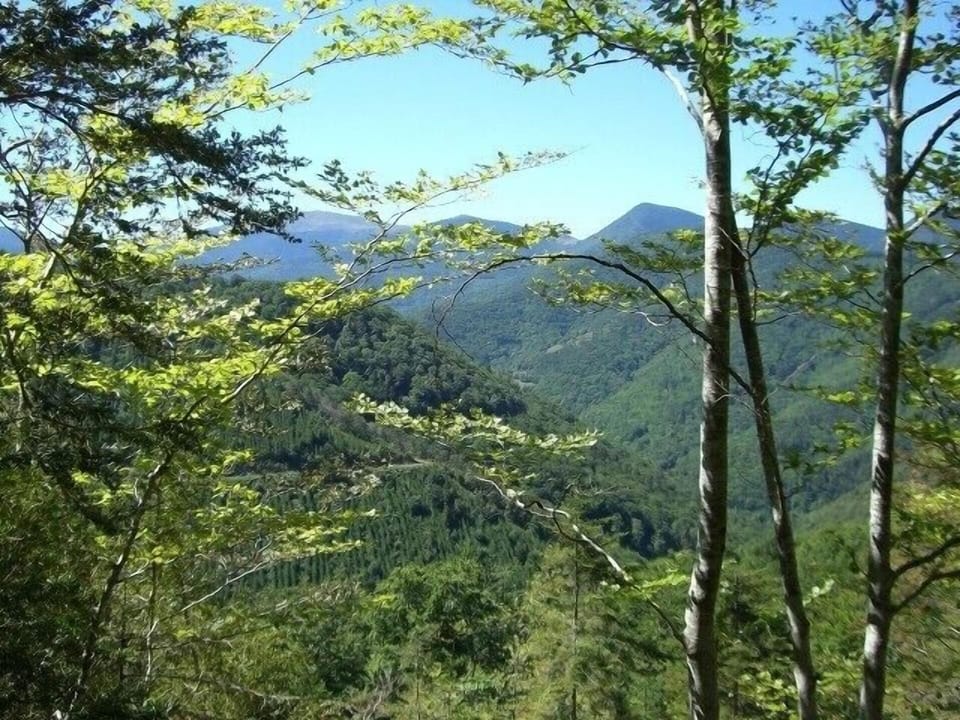 Foret de Boucheville