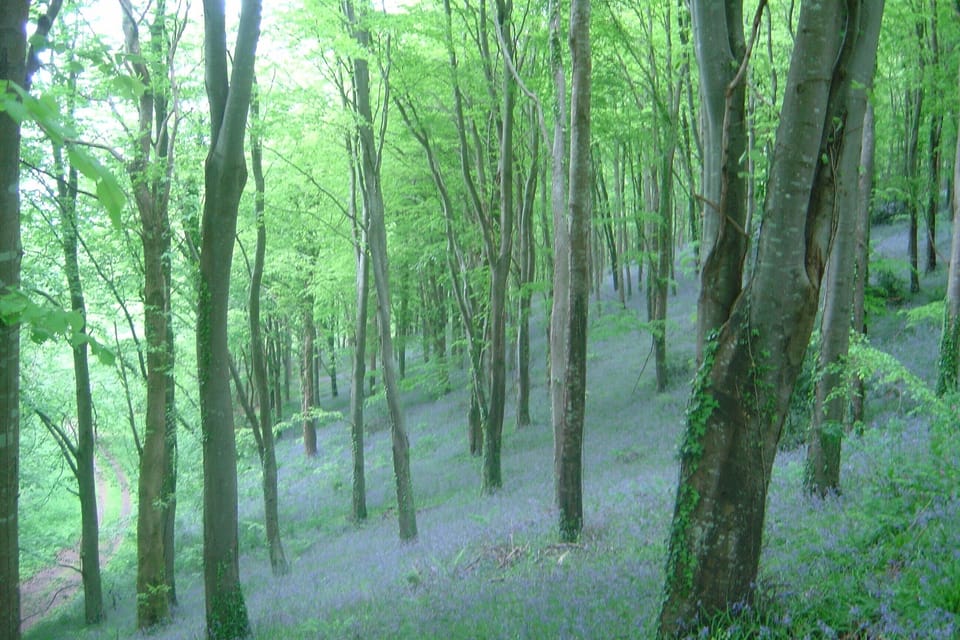 Beech Woods at Bluebell time (half a mile)