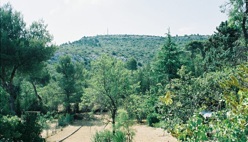 the garden