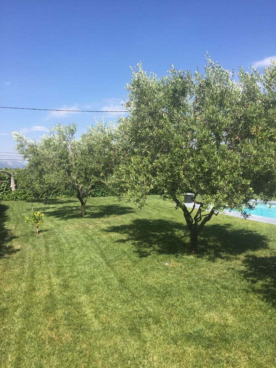the garden